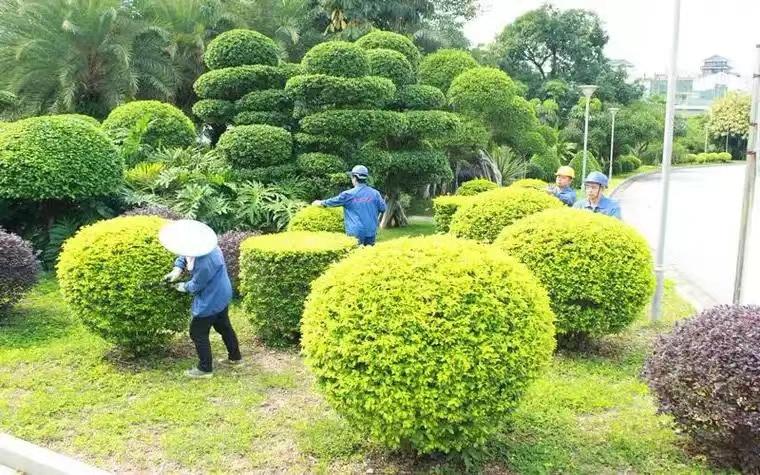 綠化養(yǎng)護6